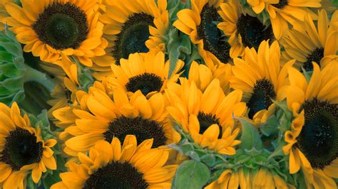 Dark Yellow Sunflowers 4K HD Flowers Wallpapers | HD Wallpapers | ID #38536