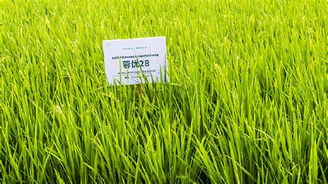 Chinese Scientists Find Gene For Drought Resistance In Rice Cgtn