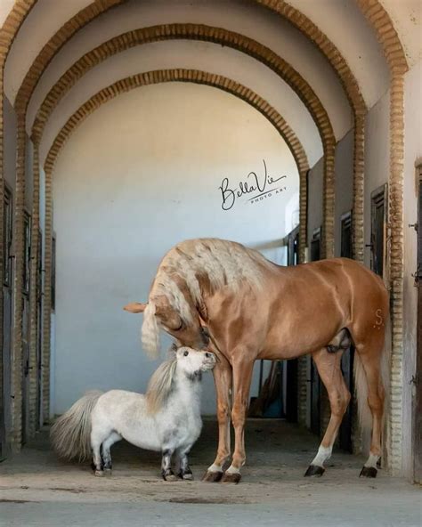 Фалабелла лошадь (29 фото) - 29 фото