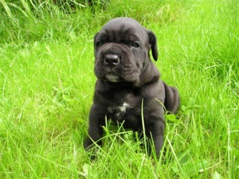 Кане корсо - все о породе, история породы, лечение, питание, щенки Кане ...