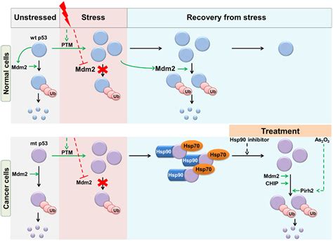 Frontiers Regulation Of Mutant P Protein Expression Oncology