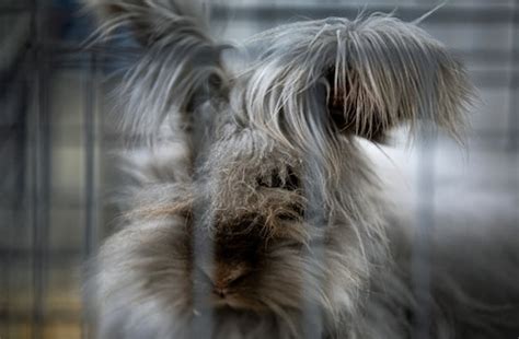 A look back at the 2024 Pa. Farm Show in photos - pennlive.com