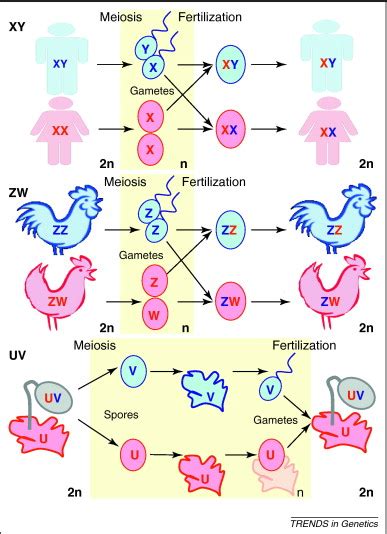 Are All Sex Chromosomes Created Equal Trends In Genetics