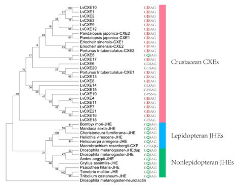 Ijms Free Full Text Genomic Characterization And Expression Of