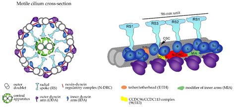 Ijms Free Full Text Pcd Genesfrom Patients To Model Organisms And