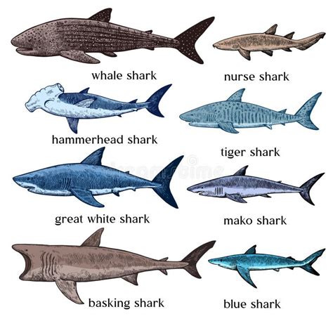 Tipos De Tiburones Gran Conjunto De Ilustraciones Dibujadas A Mano En