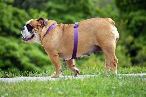 Bulldog | Dog Breed Info: Pictures, Characteristics & Facts | Hepper