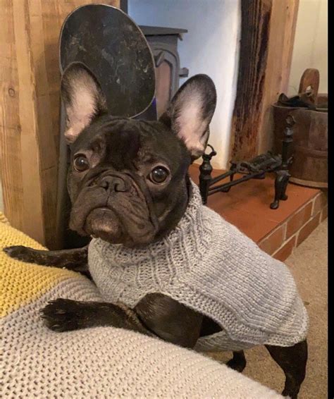 Made To Order Smallmedium Frenchie Dog Jumper Hand Knitted French