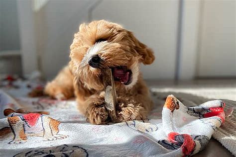 how to take care of a puppy