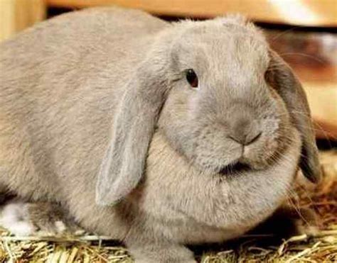 Трихинеллез у кроликов: что за болезнь, лечение, фото