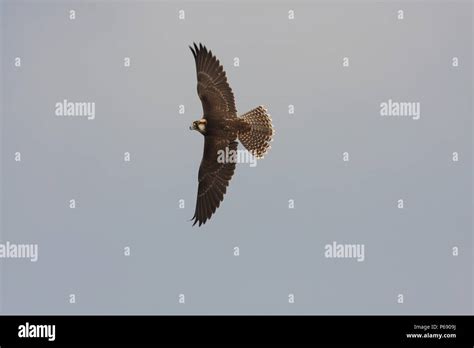 juvenile lanner falcon  res stock photography  images alamy