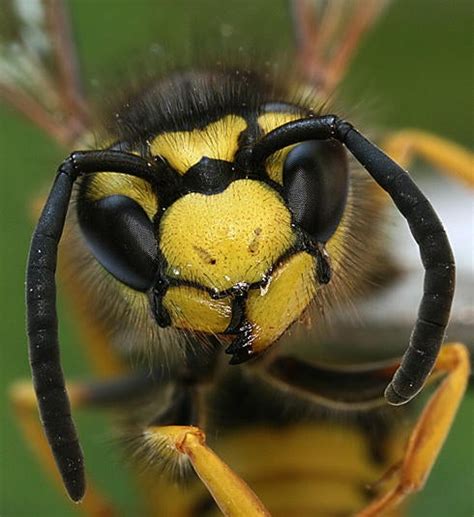 German Yellowjacket | Center for Invasive Species Research