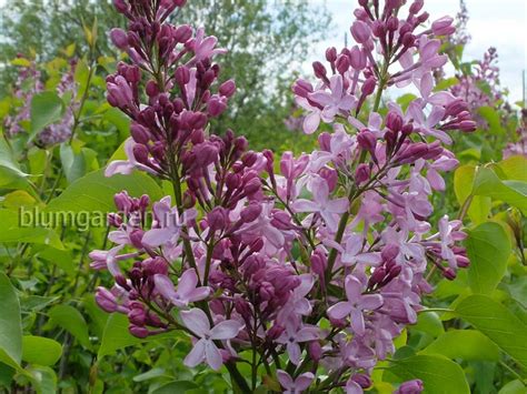 Питомник - купить саженцы сирени, декоративных кустарников, цветов