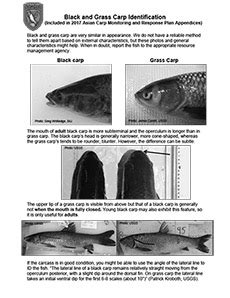 Printable Handouts | AsianCarp.us