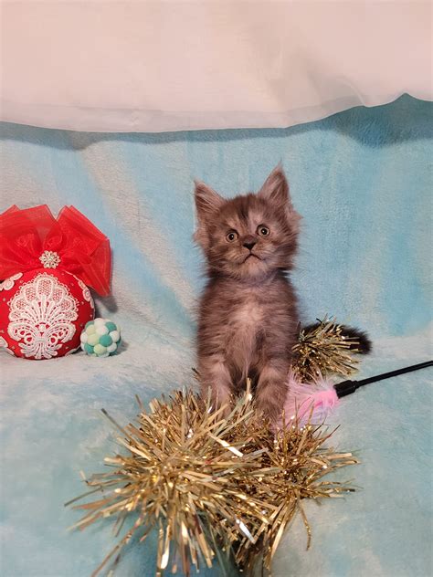 Pure breed Maine coon black smoke girl #purebreed #registeredkittens #