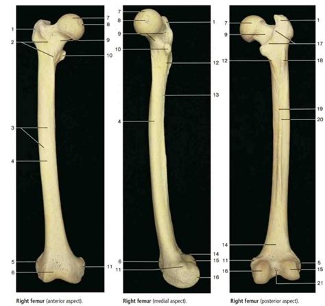 Femur Osteology Diagram Quizlet