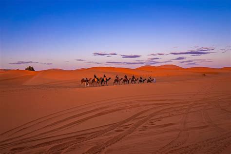 Caravana De Camelos Turistas Atravessando A Areia No Deserto Foto