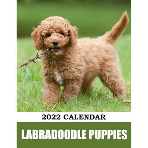 Buy Labradoodle Puppies Calendar Just Lab Lunar Moon Phases