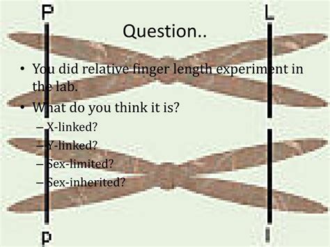 Ppt X Linked Genes Sex Influenced Inheritance Sex Limited