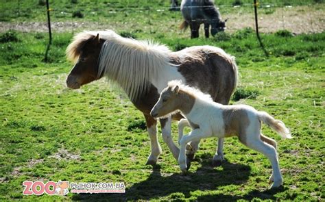 Лошадь Фалабелла