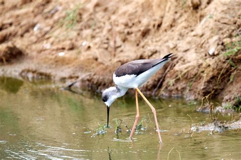 black winged stilt bird river  photo  pixabay
