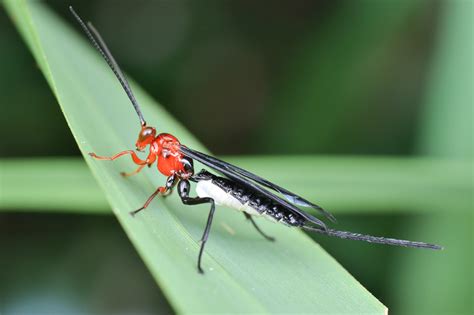 Braconid Wasps Natural Predators And Ecological Helpers