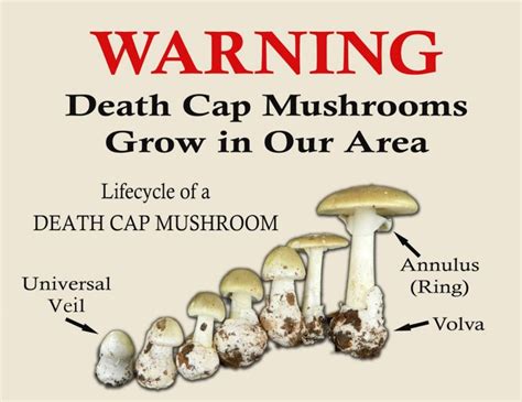 3 Edible Mushrooms That Are Easy To Find And How To Avoid The