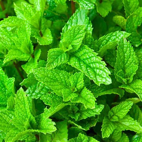 Mint Moroccan Mentha Spicata Cv My Garden Life