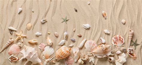 Ocean Sand Shells