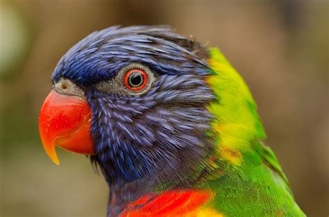 Fotos gratis pájaro fauna silvestre pico vistoso Lorikeet