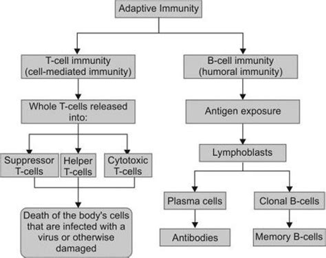 Adaptive Immunity MEDizzy