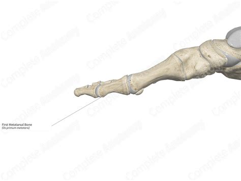 First Metatarsal Bone Complete Anatomy