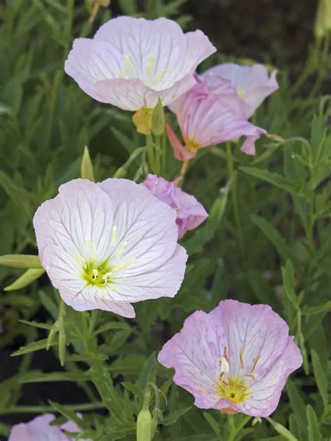 Энотера красивая. Большая российская энциклопедия