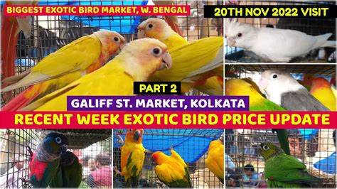 Recent Week Exotic Bird Price Update Galiff Street Biggest Bird