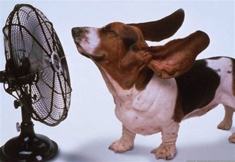 Cuidados você deve ter seu bichinho em dias de muito calor