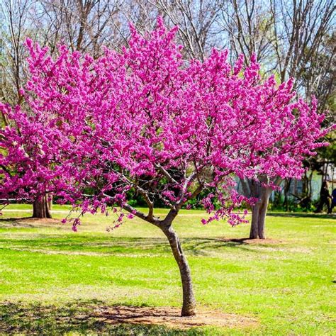 oklahoma redbud tree redbud tree eastern redbud tree oklahoma redbud