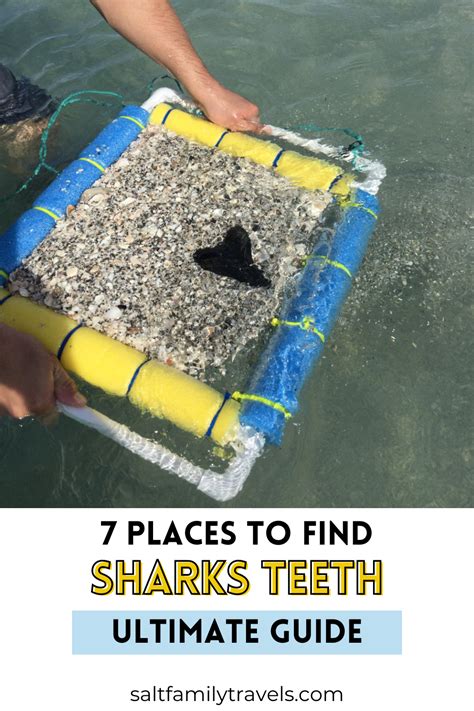 Best Beaches In Florida To Find Sharks Teeth Artofit