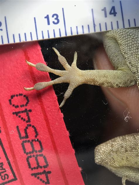 ways to lizard limping safely 14