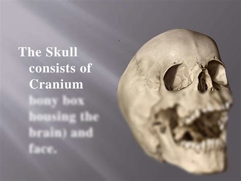 solution  skull structure  functions studypool