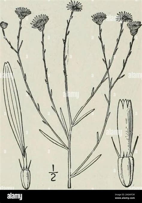 Lanceolate To Oblanceolate Leaves Hi Res Stock Photography And Images