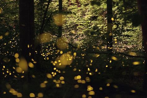 The Mystery Of Synchronous Fireflies Amusing Planet