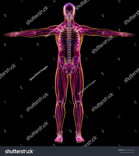 Male Diagram Xray Muscular Skeletal Systems Stock Illustration 1874257264 | Shutterstock