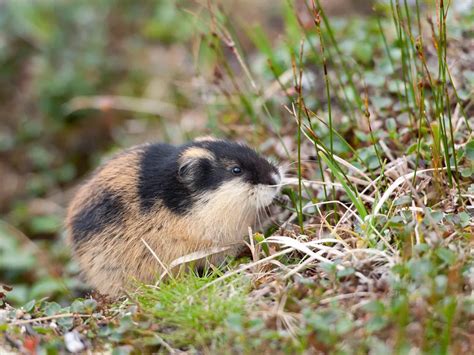 Lemming Jumping Off Cliff