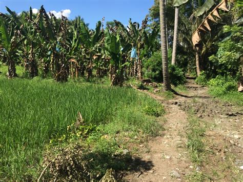 Land For Sale 1 8 Hectares In Brgy Consolacion Panabo City