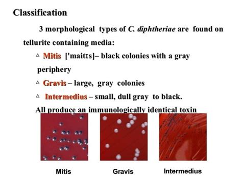 Corynebacterium Diphtheriae Colony Morphology