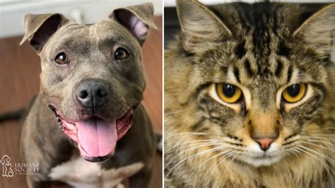 Adorable Pets Looking For Forever Homes At Humane Society Of Broward