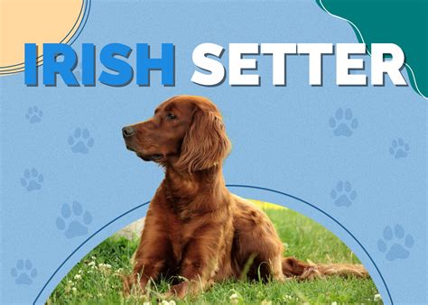 Irish Setter Breed Info Pictures Personality And Facts Hepper