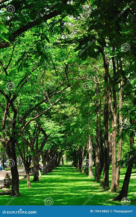 row  tree stock image image  beautiful scenic flower