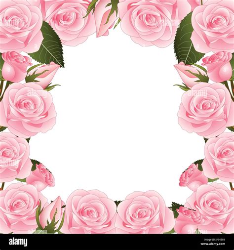 Pink Rose Flower Frame Border Isolated On White Background Vector