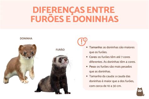 Doninha E Furão Diferença